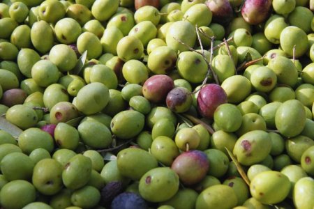 ¿Qué variedades de aceite de oliva existen?